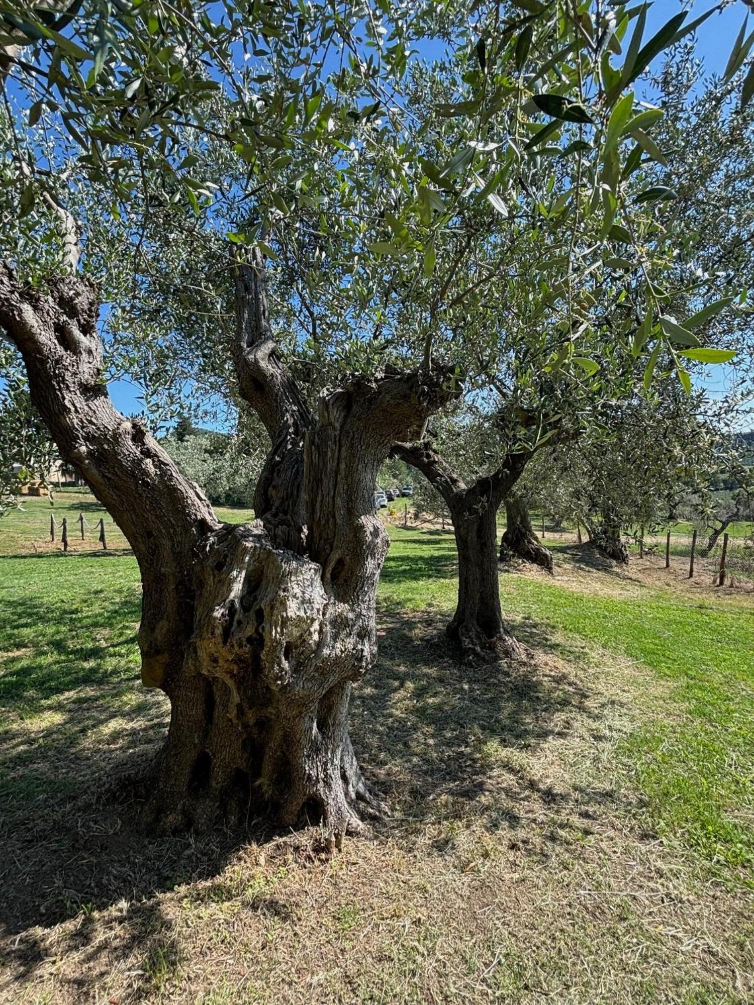 Relais Dei Molini Bed & Breakfast Castagneto Carducci Luaran gambar